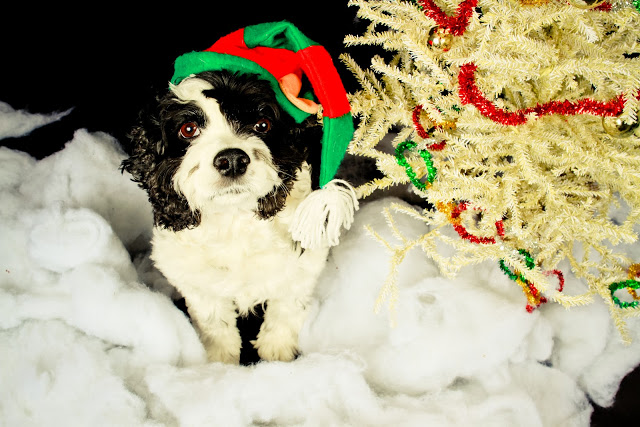 Holiday dog photo shoot