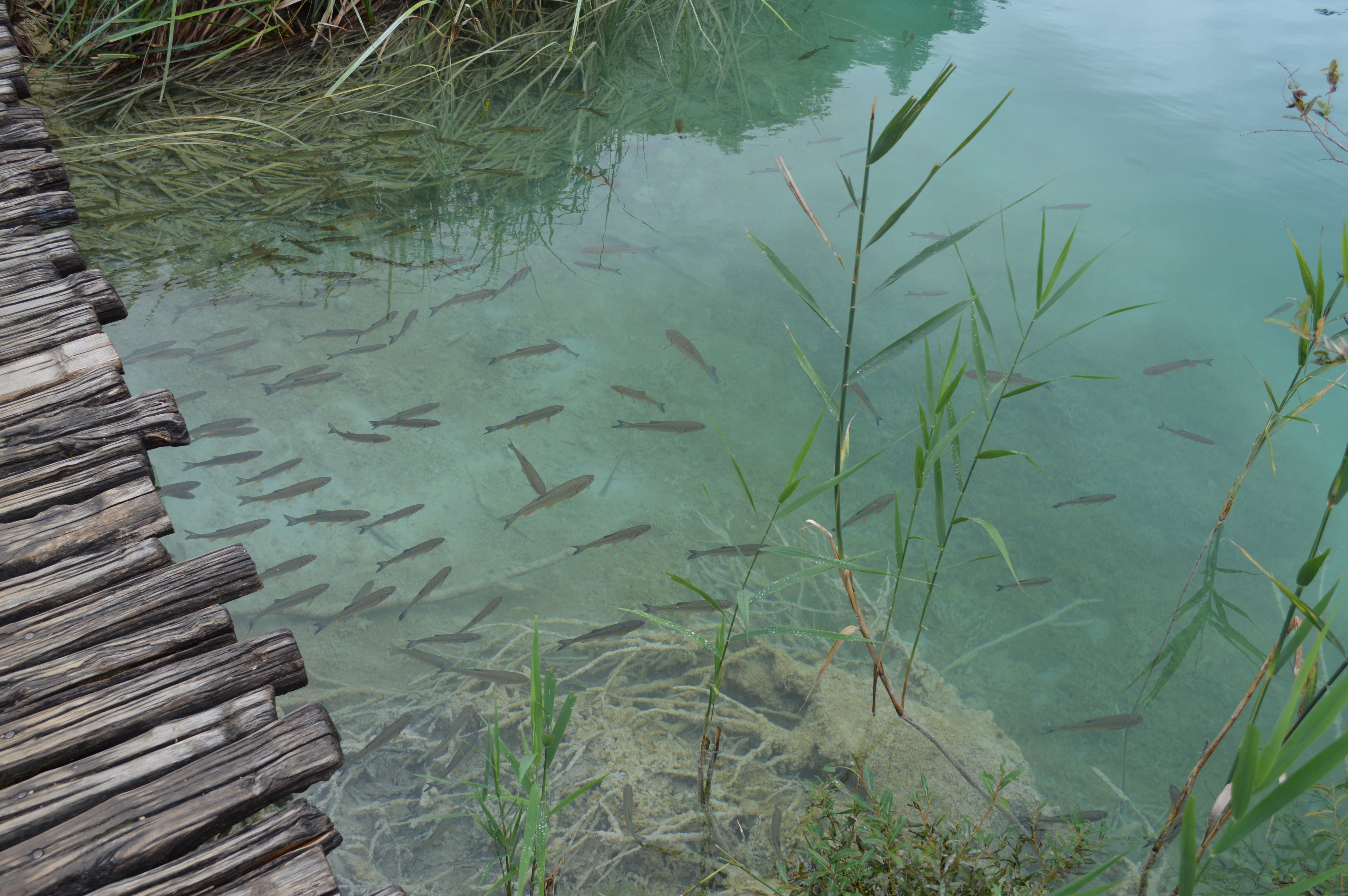 Plitvice Lake fish, Croatia - cultivatedrambler.com